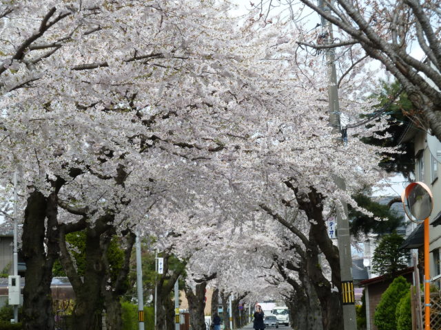 松陰町の桜
