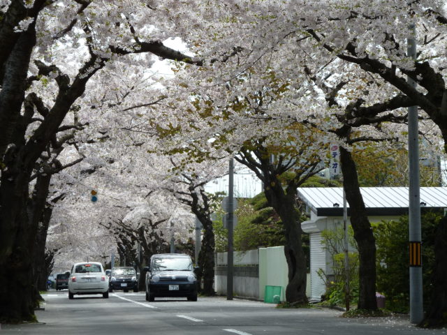 松陰町の桜