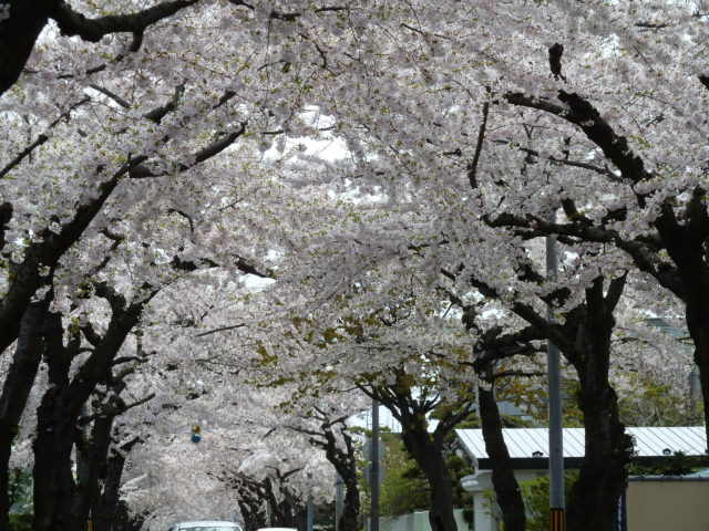 松陰町の桜